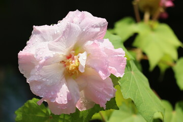 drop on confederate rose change to pink in morning