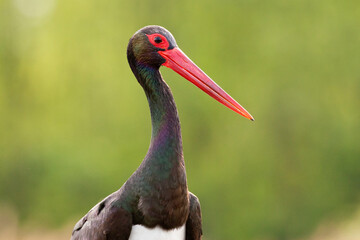 Zwarte Ooievaar, Black Stork, Ciconia nigra
