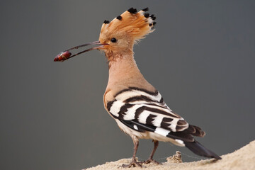Hop, Eurasian Hoopoe, Upupa epops © Marc