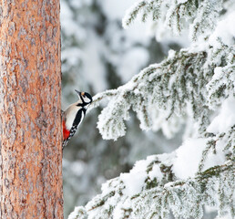 Grote Bonte Specht, Great Spotted Woodpecker, Dendrocopos major