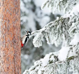 Foto op Aluminium Grote Bonte Specht, Great Spotted Woodpecker, Dendrocopos major © Marc