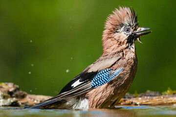 Gaai, Eurasian Jay, Garrulus glandarius