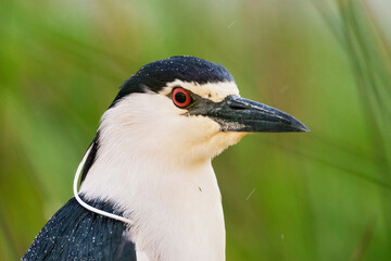 Kwak, Black-crowned Night Heron, Nycticorax nycticorax