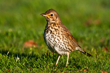 Zanglijster, Song Thrush, Turdus philomelos