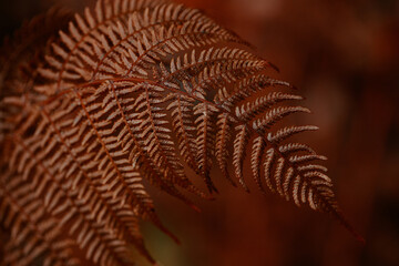 dark moody faded autumn leaf background, brown fall plants decay