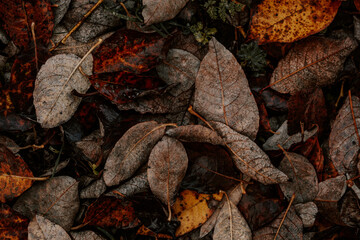 dark moody faded autumn leaf background, brown fall plants decay