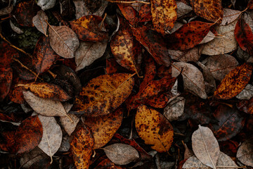 dark moody faded autumn leaf background, brown fall plants decay