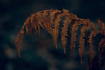 dark moody faded autumn leaf background, brown fall plants decay