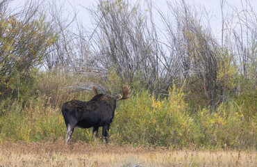 Bull Moose During the Fall Rut in Wyoming