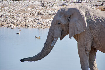 Obraz premium African Elephant at the Okaukuejo water hole in Etosha Namibia