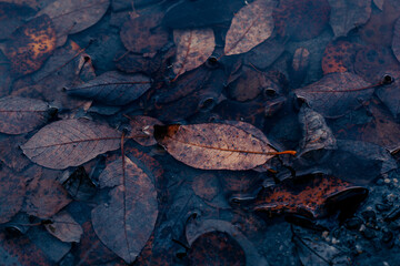 dark moody faded autumn leaf in water background, brown fall plants decay