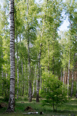 Birch wood with white and black birch trunks, light green leaves, and young tree - 542733835