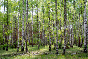 Birch wood with white tree trunks and light green leaves - 542733846