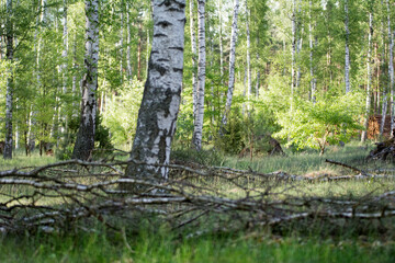 Birch wood with white and black birch trunks, light green leaves, and dry branches in the foreground