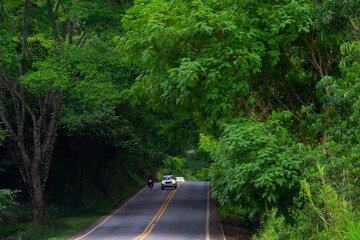 Paisagem de um trecho da Rodovia GO-462, com alguns carros no caminho, em Goiás. Túnel de árvores. Estrada goiana.