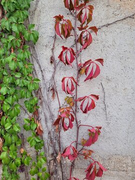 Ivy and leaves on the wall in autumn time. Space for text