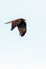 Bruine Kiekendief, Western Marsh Harrier, Circus aeruginosus