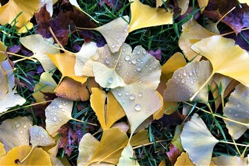 autumn ginkgo leaves background