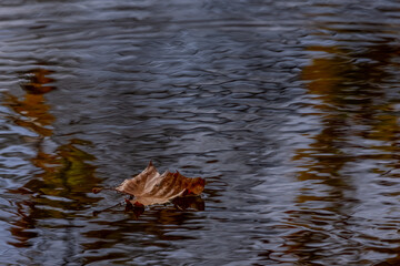 Leaf Ripples on Flowing Water