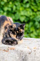 A tortoiseshell ginger-red cat is sleeping on a green background, cope space
