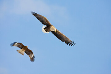 Zeearend, White-tailed Eagle, Haliaeetus albicilla