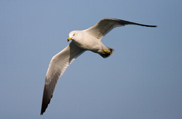 Black-tailed Gull, Zwartstaartmeeuw, Larus crassirostris