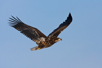 Obraz premium Zeearend volwassen; White-tailed Eagle adult