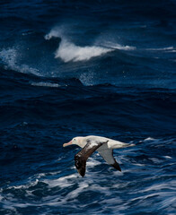 Grote Albatros, Snowy (Wandering) Albatross, Diomedea (exulans) exulans