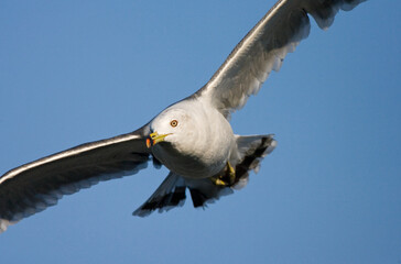 Black-tailed Gull, Zwartstaartmeeuw, Larus crassirostris
