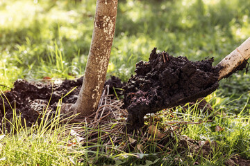 Adding Organic Humus Manure or Dung under Young Tree with Shovel or Fork. Fertilization Tree by Bio...
