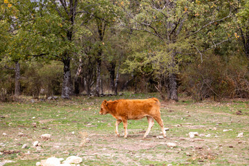 cows grazing in the Sierra de Guadarrama, Madrid, with the first colors of autumn
