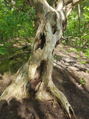 An old inclined tree near the path leading to the Thematic Park Efteling, Kaatsheuvel, Netherlands.