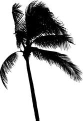 Coconut Palm Tree Silhouette. Vector Illustration.