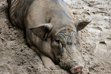 Schwein am Strand im Sand