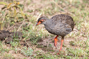Adult red-neck spurfowl, pternistis afer, in the grasslands of the Masai Mara, kenya. Side profile