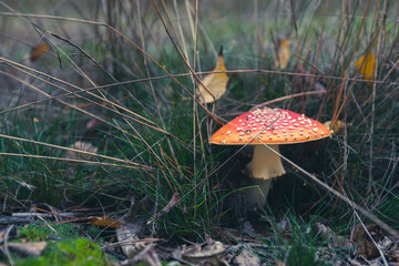 Muchomor © P.M.Photo