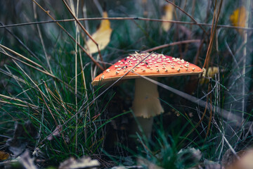 Muchomor © P.M.Photo