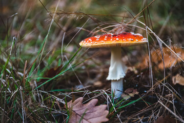 Muchomor © P.M.Photo