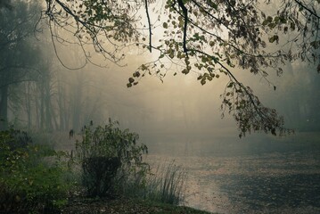 Mgła w parku - obrazy, fototapety, plakaty