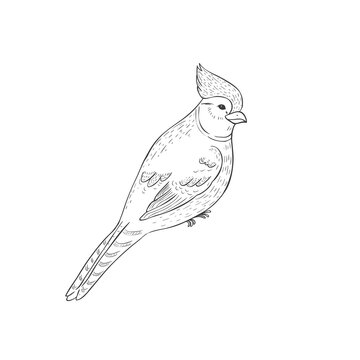 recommend clip art: Bird on the White Background. Vector