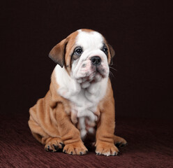 Cute funny continental bulldog puppy