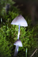 two filigree small mushrooms on moss with light spot in forest. Forest floor