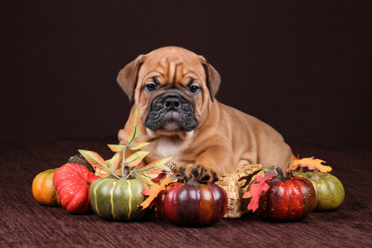 Cute funny continental bulldog puppy with pumpkins
