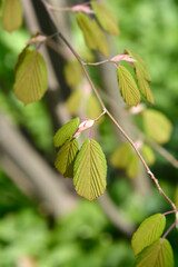 Chinese winter hazel