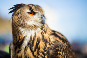 Shot of bird against a blue cloudy sky looking away from camera