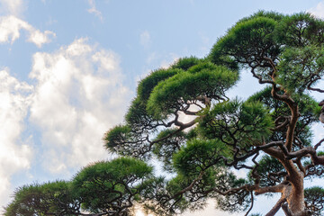 護国寺　松の木　文京区　