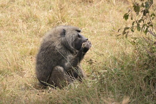 Baboon Eating 