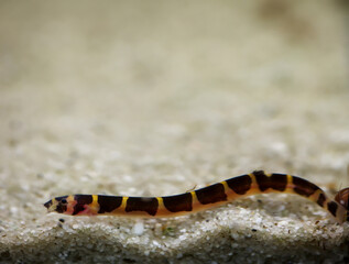 Geflecktes Dornauge, Portrait eines Dornauge am Aquarium Grund. Sie sind Nachtaktive.