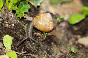Eine kleine B&auml;nderschnecke kriecht durch ein Beet.