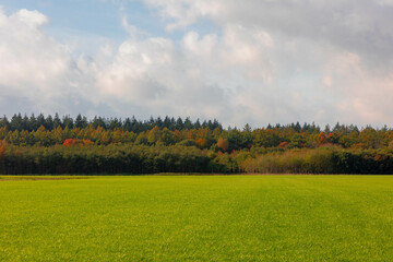 Landscape with view of green meadow and the wood under blue sky and white clouds, Grass field and the forest with orange, yellow or red colour in Autumn, Countryside of Netherlands, Nature background.